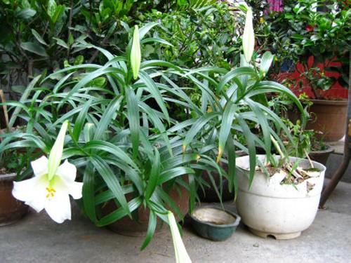 麝香百合种植技术