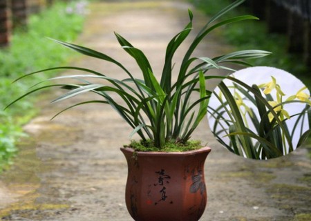 盆栽建兰花的养殖方法和注意事项