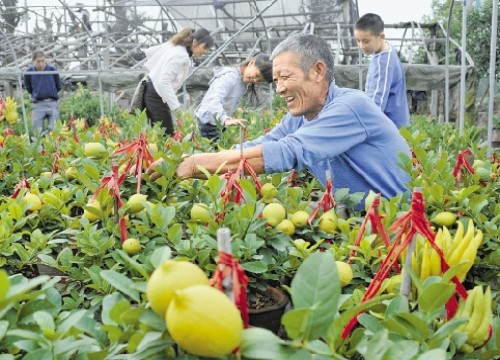 佛手盆景的养护管理