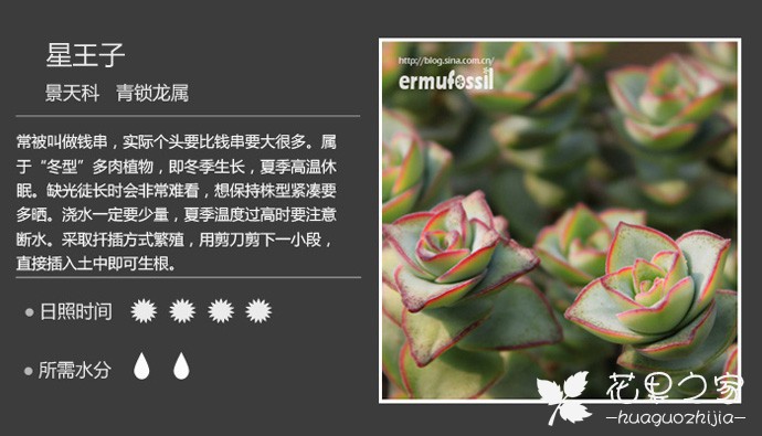 星王子多肉植物怎么养