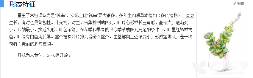 星王子多肉植物怎么养