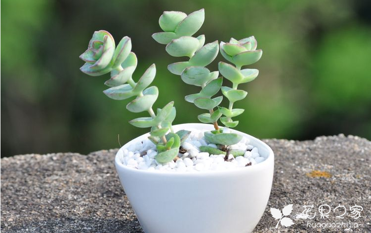 星王子多肉植物怎么养