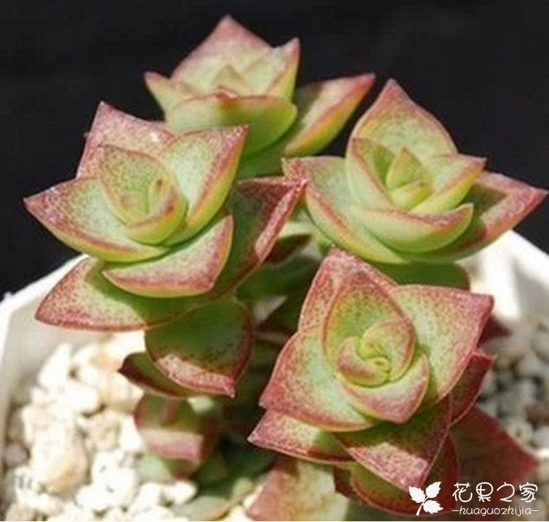 星王子多肉植物怎么养