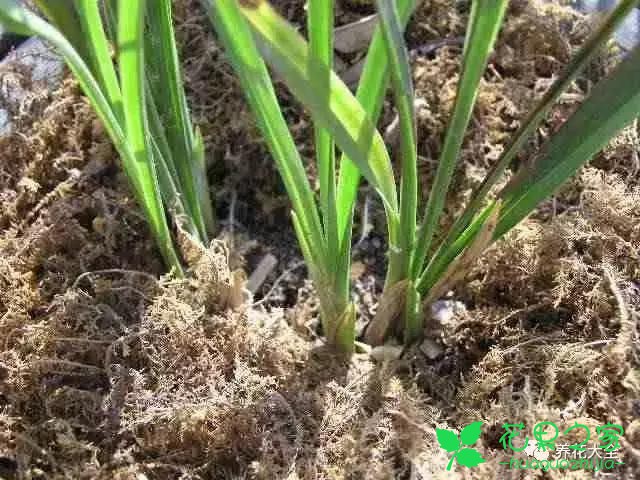 土里扔点儿这个，不施肥花也长得蹭蹭的！