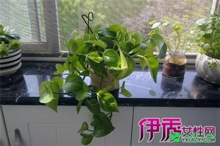 绿萝的养殖方法和注意事项 让你的绿萝保持常绿的窍门 。。。