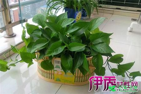 绿萝的养殖方法和注意事项 让你的绿萝保持常绿的窍门 。。。