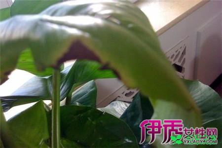 绿萝的养殖方法和注意事项 让你的绿萝保持常绿的窍门 。。。