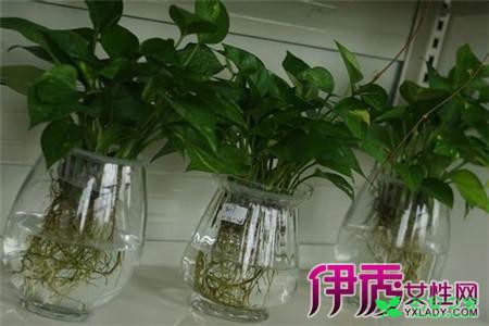 绿萝的养殖方法和注意事项 让你的绿萝保持常绿的窍门 。。。