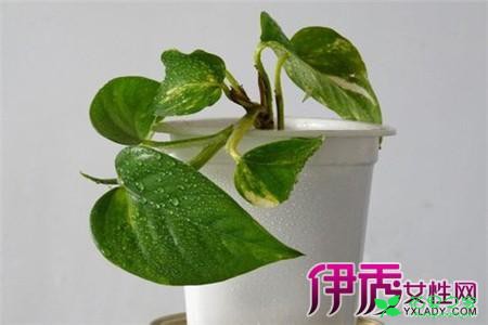绿萝的养殖方法和注意事项 让你的绿萝保持常绿的窍门 。。。
