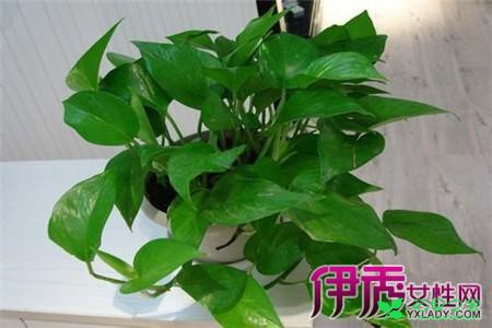 绿萝的养殖方法和注意事项 让你的绿萝保持常绿的窍门 。。。
