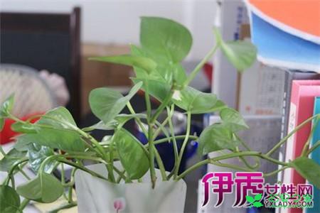 绿萝的养殖方法和注意事项 让你的绿萝保持常绿的窍门 。。。