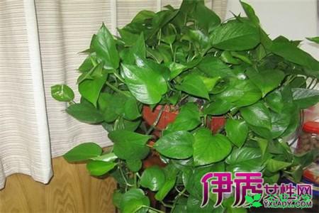 绿萝的养殖方法和注意事项 让你的绿萝保持常绿的窍门 。。。