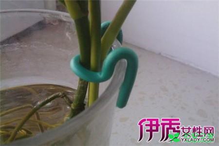绿萝的养殖方法和注意事项 让你的绿萝保持常绿的窍门 。。。