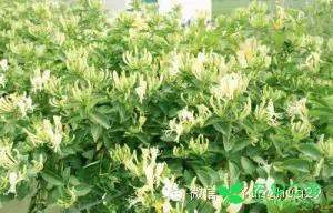 金银花的养殖方法和注意事项