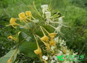 金银花的养殖方法和注意事项
