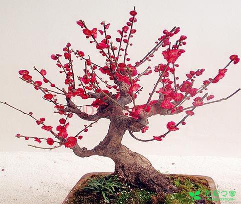 盆栽梅花养护管理 梅花盆栽怎样日常管理？