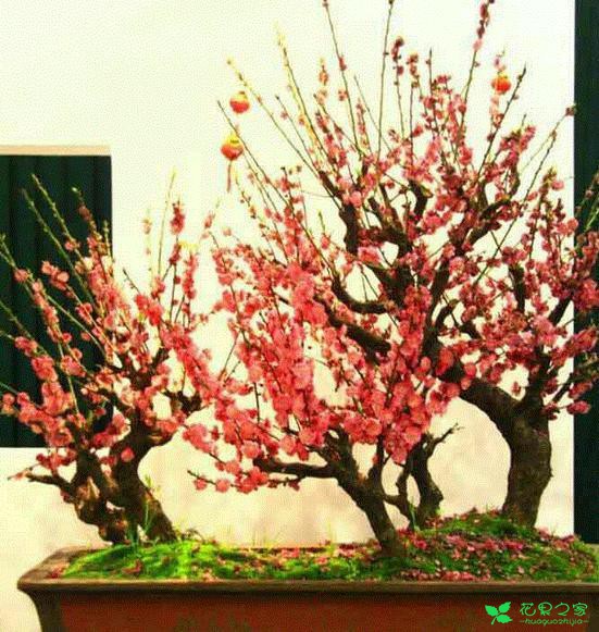 盆栽梅花养护管理 梅花盆栽怎样日常管理？