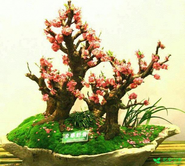 盆栽梅花养护管理 梅花盆栽怎样日常管理？