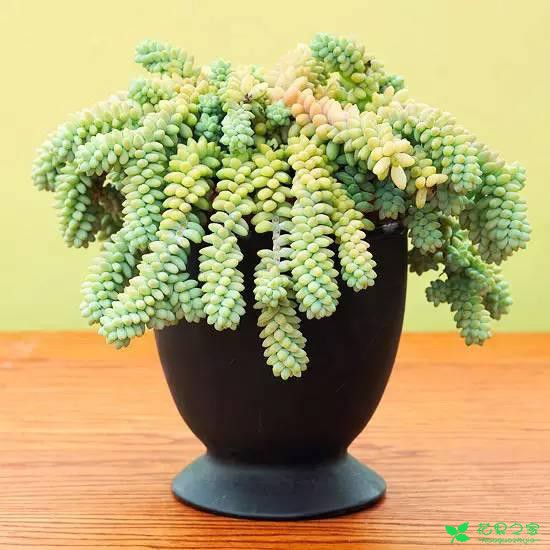 适合室内养护的多肉植物，看看你家有没有养