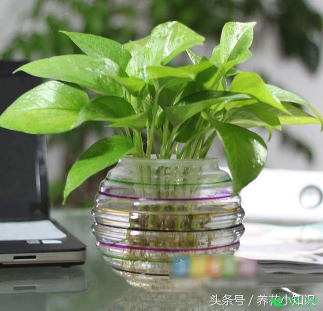 4种适合卫生间养护的花卉，耐阴还能去异味！