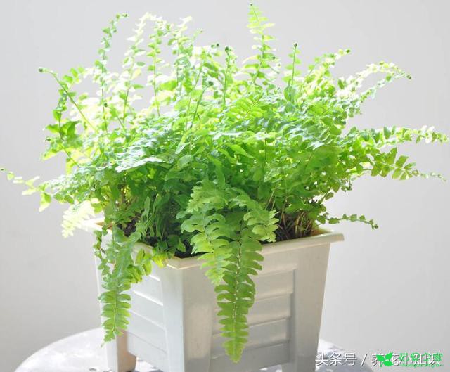 4种适合卫生间养护的花卉，耐阴还能去异味！