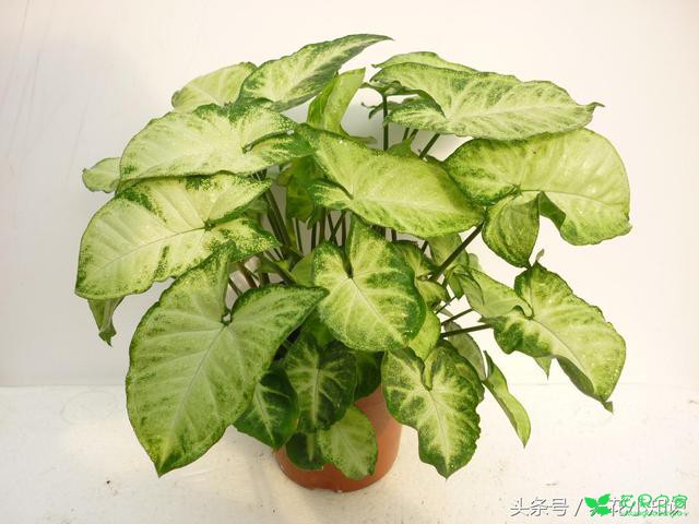 4种适合卫生间养护的花卉，耐阴还能去异味！