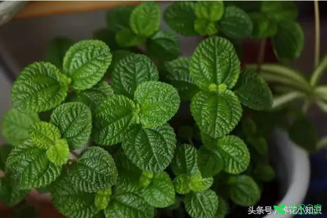 4种适合卫生间养护的花卉，耐阴还能去异味！