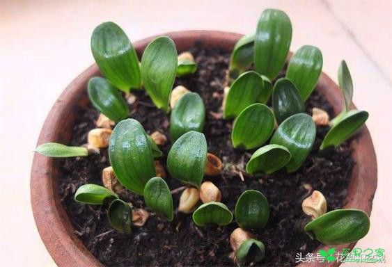 盆栽君子兰不能急，苗期要注意，换盆换土要无菌，否则开花难 。。。