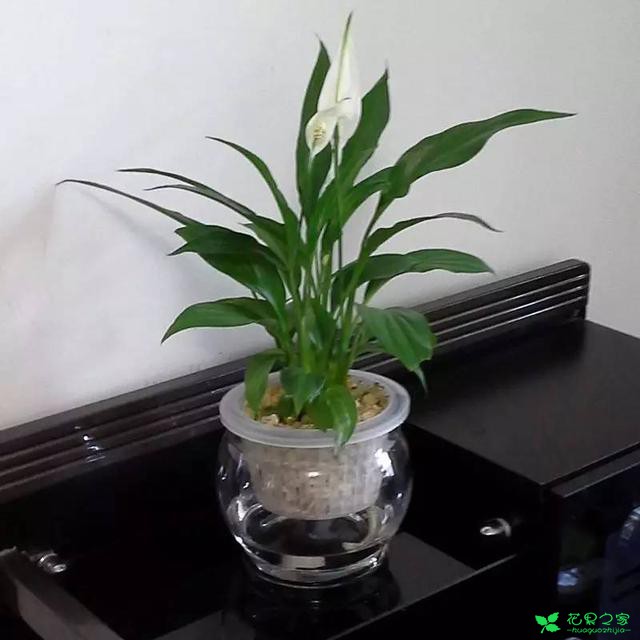 白掌这样养才能经常开花，水培土培都一样