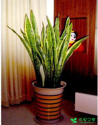 虎皮兰虽然耐旱，但是要想虎皮兰尽早开花必须多浇水 。。。
