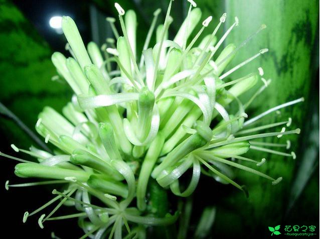 虎皮兰虽然耐旱，但是要想虎皮兰尽早开花必须多浇水 。。。
