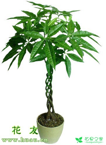 发财树种植方法和注意事项