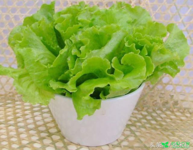 盆栽生菜的种植方法和注意事项