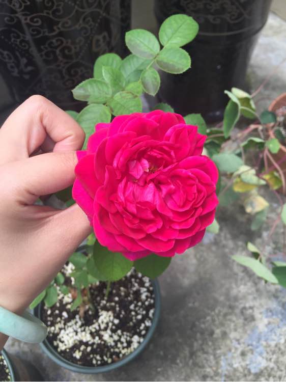 院里的月季花一朵接一朵的开满枝头，注意这些养殖方法，你也能养好 。。。