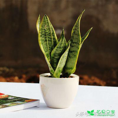 “虎皮兰”的养殖方法