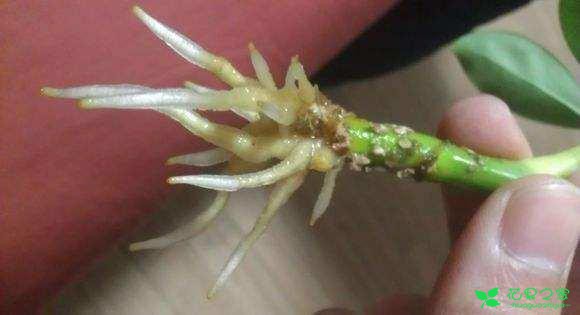 最合适水培的盆栽植物，随意一个枝杈就能活，不用土还是能爆盆！ 。。。