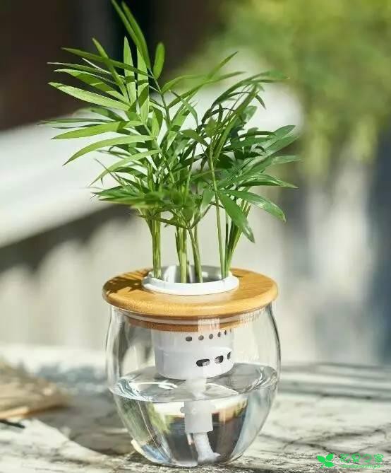 水培植物盆栽时，谨记这几点，你也可以成为水培高手 。。。