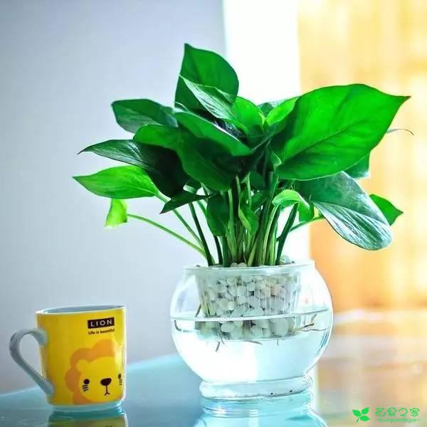 水培植物盆栽时，谨记这几点，你也可以成为水培高手 。。。