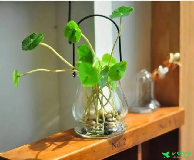 水培植物盆栽时，谨记这几点，你也可以成为水培高手 。。。