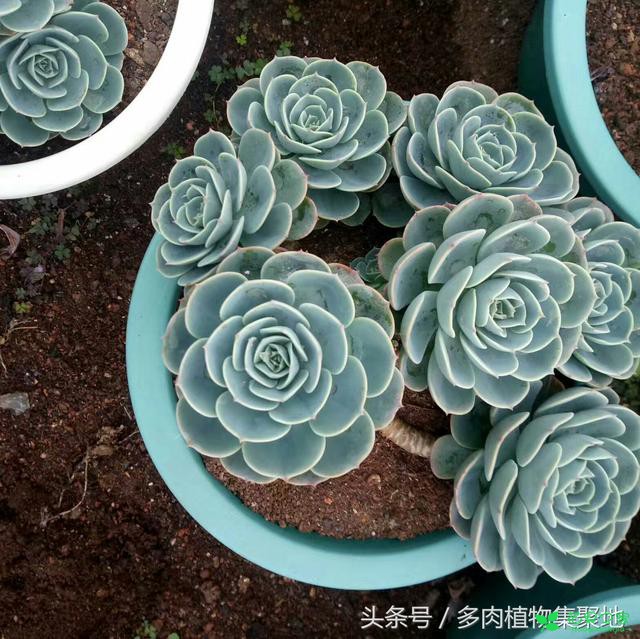 教你在炎天把多肉植物玉蝶养好，温度和湿度的控制很紧张 。。。