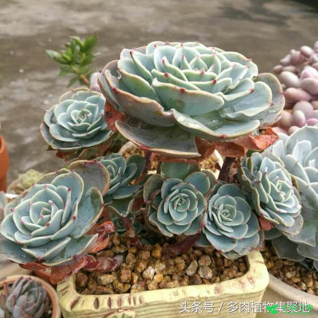 教你在炎天把多肉植物玉蝶养好，温度和湿度的控制很紧张 。。。