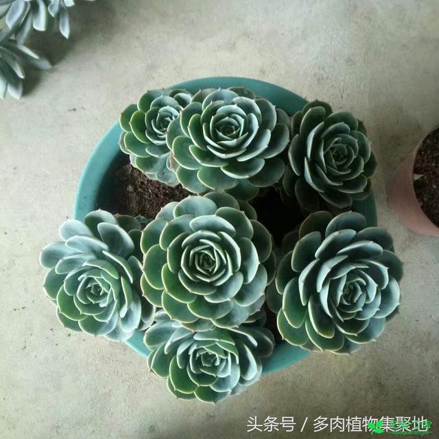 教你在炎天把多肉植物玉蝶养好，温度和湿度的控制很紧张 。。。