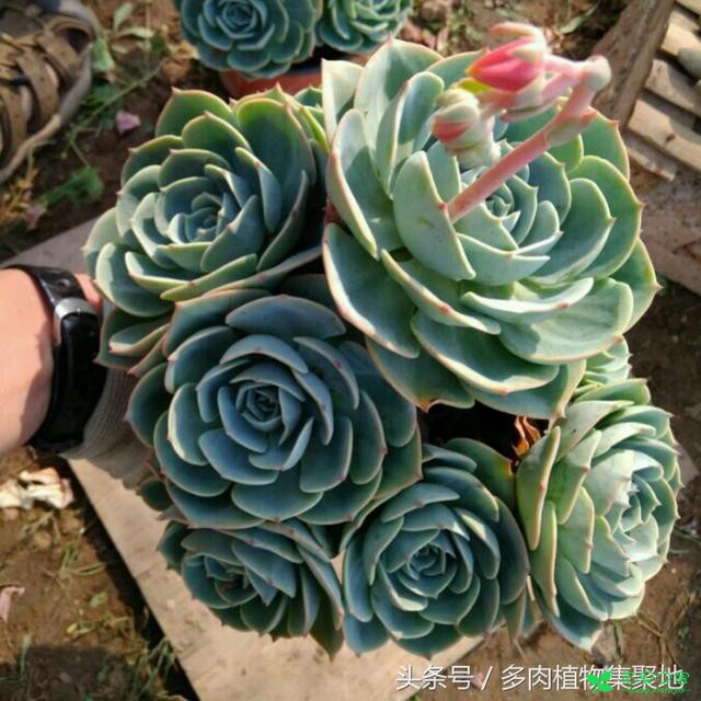 教你在炎天把多肉植物玉蝶养好，温度和湿度的控制很紧张 。。。