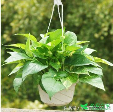 绿萝的养殖小本领 绿萝日常浇水的注意事项