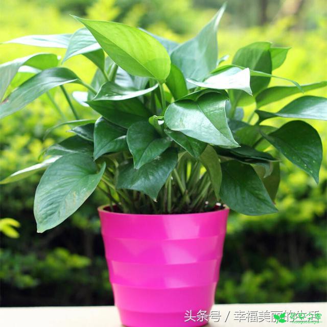 绿萝的养殖小本领 绿萝日常浇水的注意事项