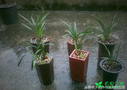 下雨天该不该把盆栽放在外面天然浇水？答案是肯定的 。。。