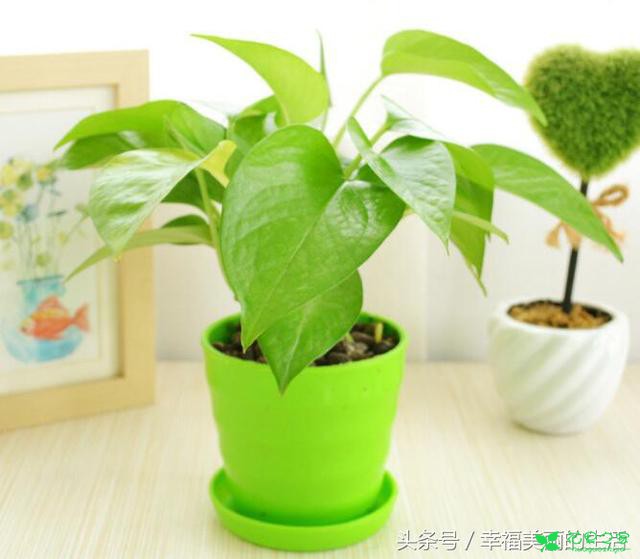 绿萝的养殖小本领 绿萝日常浇水的注意事项