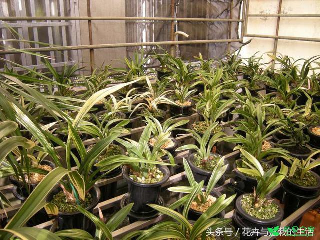 下雨天该不该把盆栽放在外面天然浇水？答案是肯定的 。。。