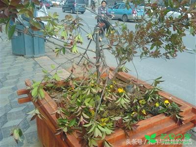 下雨天该不该把盆栽放在外面天然浇水？答案是肯定的 。。。