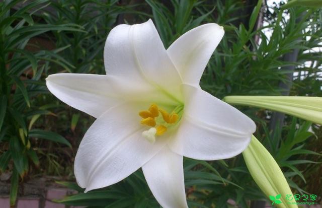 盆栽“百合花”怎么种？家庭盆栽百合花实用技能！